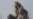 Libyan Unrest Heightened by Information Battle