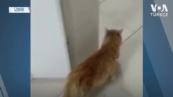Sokak Kedisi Hasta Yavrularını ‘Tedavi Ettirdi’