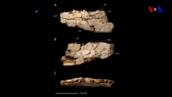 Afrika dinozavrının qalıqları tapılıb