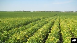 Monsanto's high-omega-3 soybeans