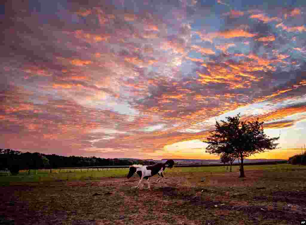 An Icelandic horse frolics in its paddock at a stud farm in Wehrheim near Frankfurt, Germany.