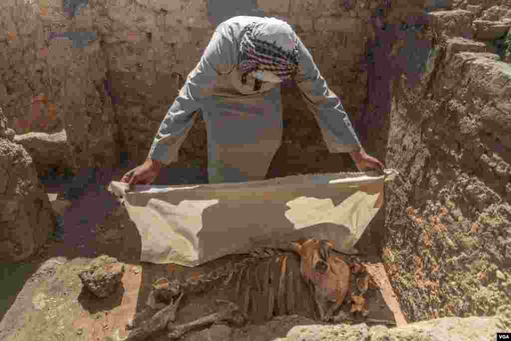 A worker at the site uncovers the remains of a cow believed to have been an offering to the goddess of love, Hathor, in Luxor, Egypt, April 10, 2021. (Hamada Elrasam/VOA) 