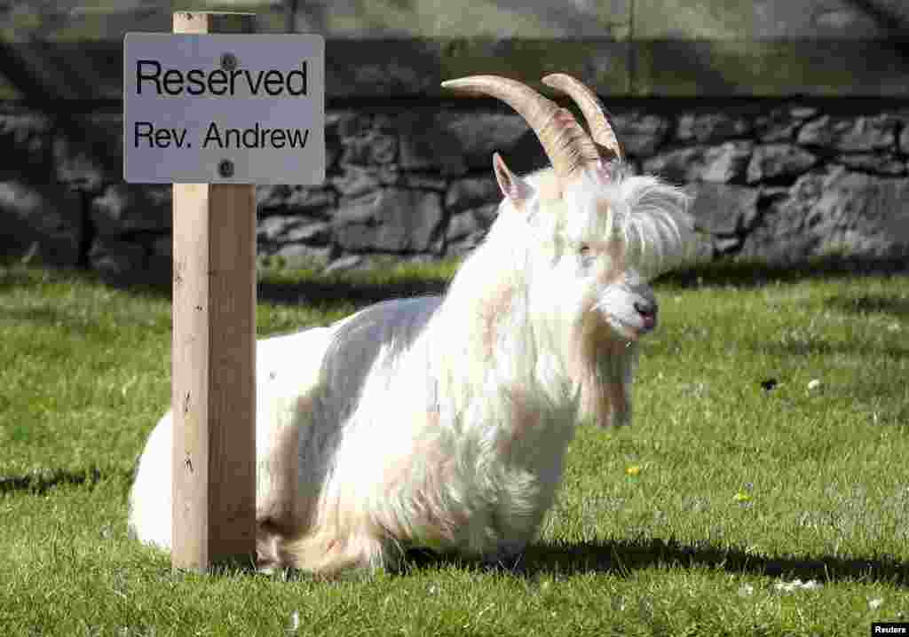 A goat sits by a reserved sign in Llandudno, Wales, Britain. A herd of Kashmir goats has invaded a Welsh seaside resort after the coronavirus lockdown left the streets deserted. They have spent the past three days feasting on garden hedges and flowers.