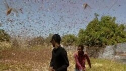 Gafanhotos deixam centenas de famílias à beira da fome – 2:47