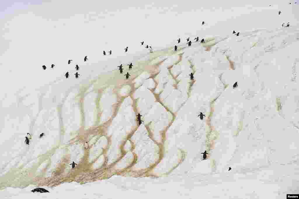 Penguins climb a mountain on Danco Island, Antarctica.