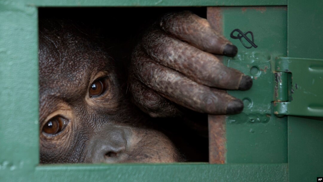 Cola, orangutan betina berusia 10 tahun, mengintip dari dalam kandangnya di bandara Suvarnabhumi, Bangkok, Thailand saat akan diberangkatkan ke Indonesia, Jumat, 20 Desember 2019.