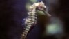 Undersea Mystery: Seahorse Genetic Secrets Unveiled