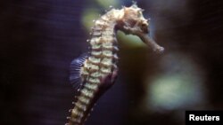 FILE - A seahorse swims in a tank at the Underwater World Aquarium in Pattaya, nearly 145 km (90 miles) east of Bangkok, Thailand, Aug. 20, 2005. 