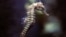 FILE - A seahorse swims in a tank at the Underwater World Aquarium in Pattaya, nearly 145 km (90 miles) east of Bangkok, Thailand, Aug. 20, 2005. 