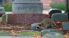 Cemeteries are Alive… With Wildlife