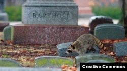 Raccoon roaming Jefferson Barracks National Cemetery, St. Louis County, Missouri. (Jason Matthews, Creative Commons)