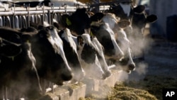 FILE - A line of Holstein dairy cows feed through a fence at a dairy farm in Idaho. Funk Dairy near Murtaugh, Idaho, is the subject of a human trafficking lawsuit. 