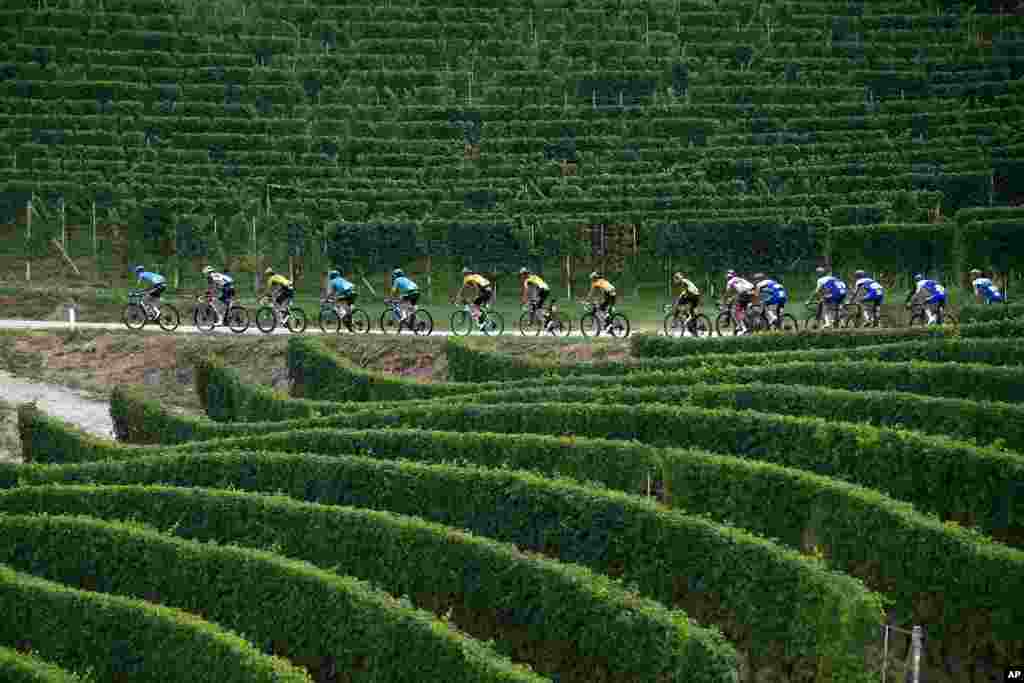 이태리 산토 스테파노 벨보에서 시작된 피드몬트 사이클 경기대회에 참여한 선수들이 결승점인 바롤로를 향해 달리고 있다. 