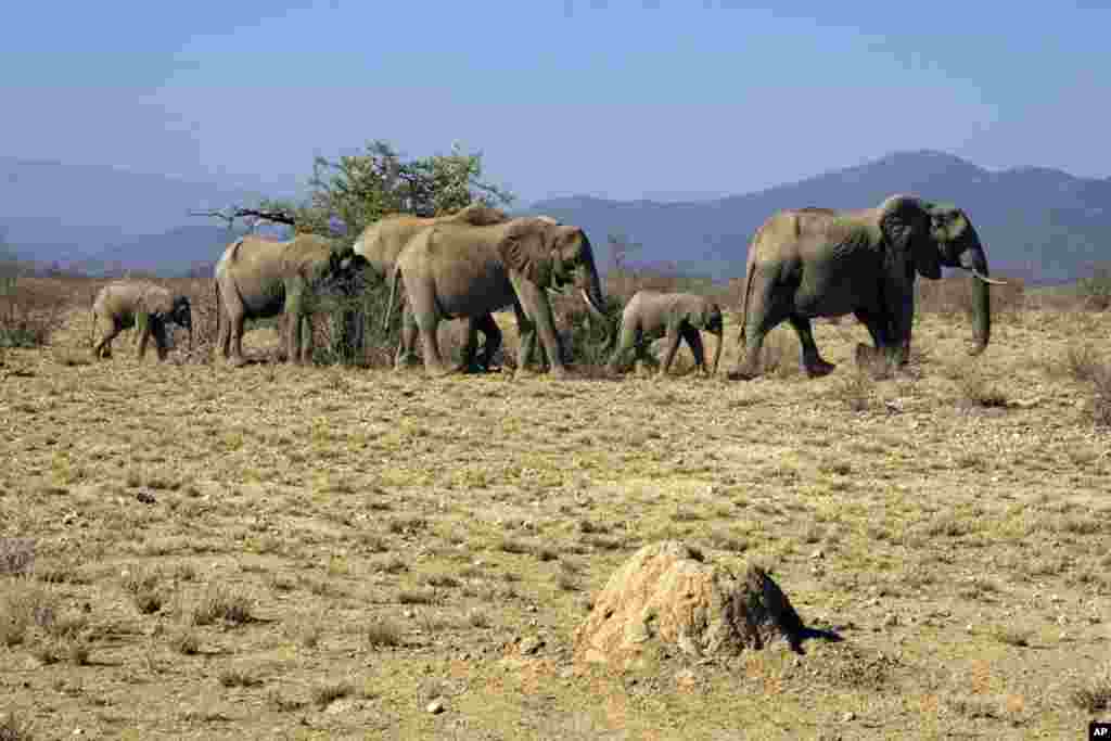 African bush elephant (Loxodonta africana) in Samburu National Reserve, Kenya. (Photo: Vicente Polo)