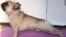 Кадр з відео оприлюдненого на puppydogvideos