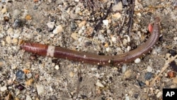 Gardening Jumping Worms