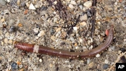 This July 2, 2014, image provided by Susan Day shows a mature Asian jumping worm found in Madison, Wisconsin. (Susan Day/UW–Madison Arboretum via AP)