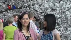Festival Bunga Sakura 2013 (1) - Dunia Kita