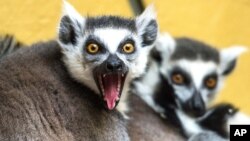 Ring-tailed lemurs sit in their enclosure in the zoo in Straubing, southern Germany, March 25, 2013.