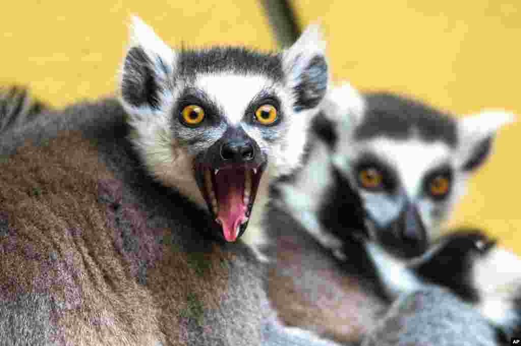 Lemuri, ili barem ovaj razjapljenih usta, u zoolo&scaron;kom parku u Straubingu, Njemačka, kao da se ljute zbog fotografiranja. 