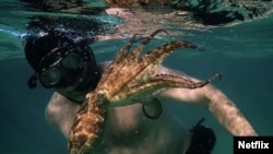 The documentary ‘My Octopus Teacher’ chronicles how filmmaker Craig Foster studies and learns from a female cephalopod. 