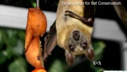 US Scientists Rush to Stop Devastating Bat Killer