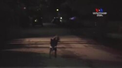 Թափառող շները պահպանում են թաղամասի անվտանգությունը