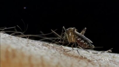 Lessons Learned From Ebola Might Help Fight Zika