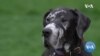 Dog Adoptions Spike in US Amid Coronavirus Pandemic