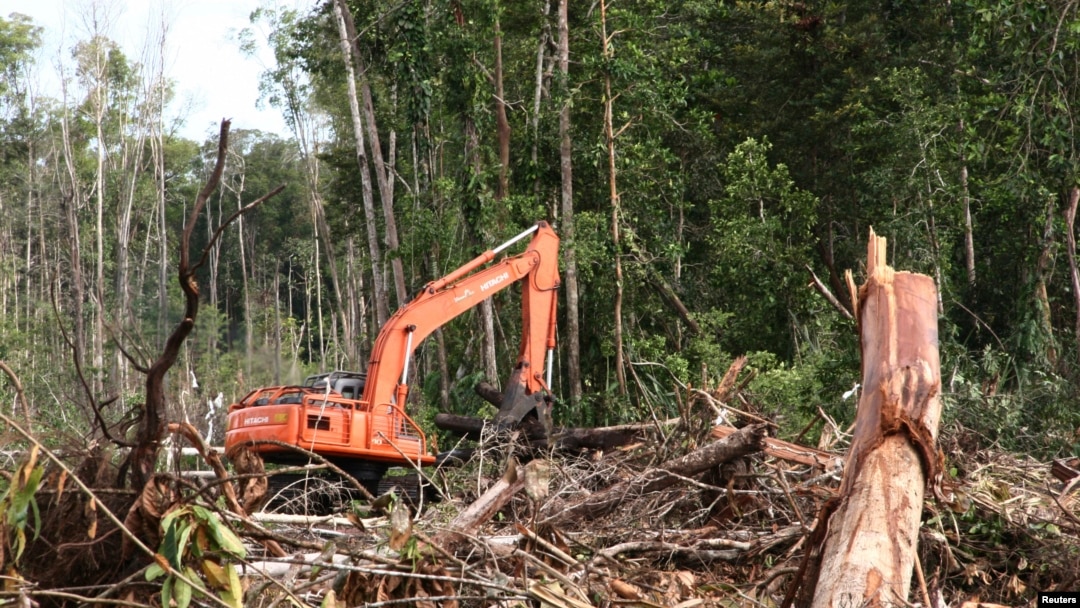 Hutan yang dirusak di wilayah lahan gambut, Kuala Tripa di Nagan Raya, Aceh. (Foto: Dok)