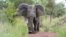 FILE - An elephant is seen in Pendjar National Park. (Courtesy: Government of Benin)