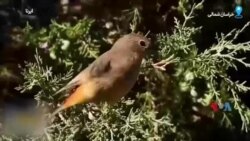 تصاویری از حیات وحش خراسان شمالی از دوربین محیط بانان