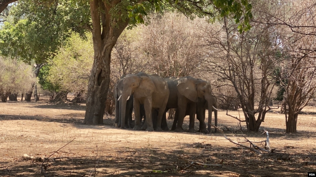 Zimbabwe is selling baby elephants, but where does the money go?