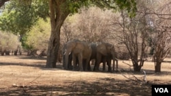 ARCHIVO - Se ven elefantes en el Parque Nacional Mana Pools de Zimbabue, en el distrito de Hurungwe de Zimbabue, mayo de 2021. La población de elefantes del país ha crecido en los últimos años, alcanzando los 100 000.