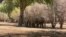 Elephants are seen in Zimbabwe's Mana Pools National Park, in the Hurungwe district of Zimbabwe, May 2021. The country's elephant population has grown in recent years, climbing to 100 000.