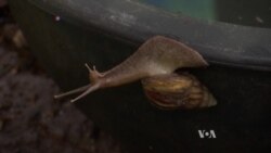 Happy Snails Produce More Slime for Thai Farmers