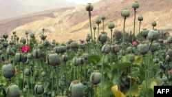 Afganistan'da haşhaş tarlası