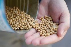 FILE - A grain salesman shows locally grown soybeans in Ohio, April 5, 2018.