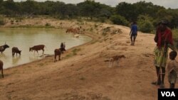 À procura de água. Namibe