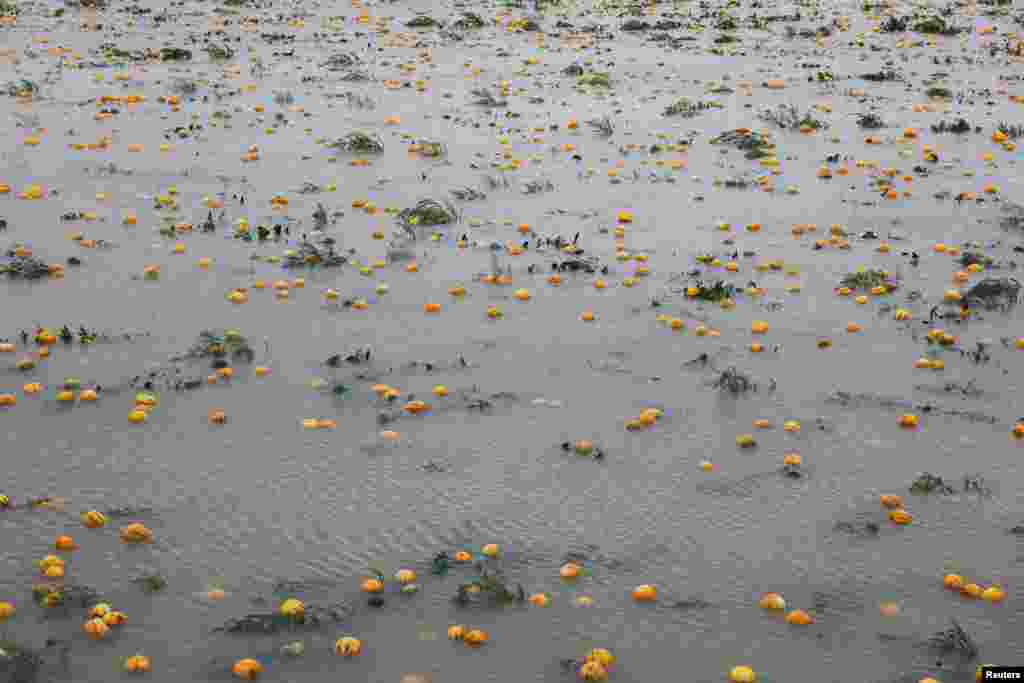 Sebuah ladang dengan buah-buah labu tampak terendam banjir setelah hujan lebat di kota St Poelten, Austria. (Reuters)&nbsp;