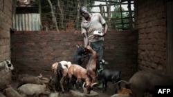 Richard Ngueringu, un ancien milicien et fondateur d'une coopérative agricole appelée Kekereke-Ti-Ye ("Notre avenir") nourrit ses chèvres dans le centre de Bambar, Centrafrique, 4 octobre 2017.