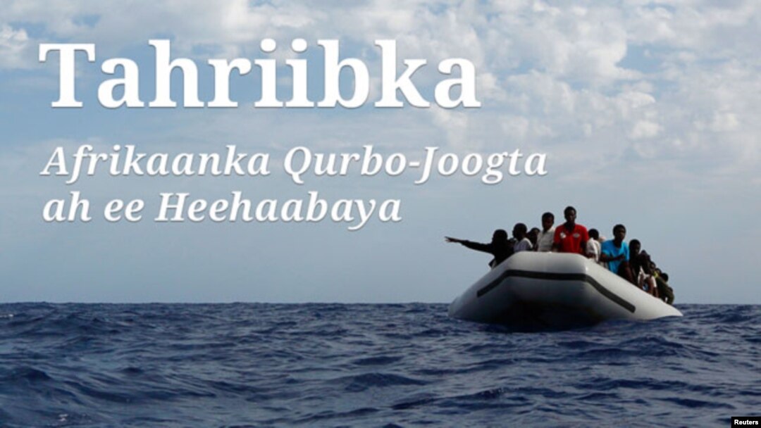 Tahriibka