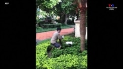 Հոնկոնգում բարեկեցիկ թաղամասի շրջակա թփերից մեկի տակ հսկայական օձ են հայտնաբերել