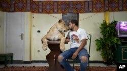FILE - Lion tamer Ashraf el-Helw sits next to his female African lion Joumana, after leading a show inside his family apartment, in Cairo, Egypt, April 28, 2020.