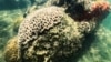 US Agency Warns: Mass Coral Bleaching Expected in Near Future