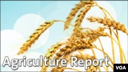 Agriculture Report