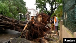 ARCHIVO - La gente observa un árbol arrancado de raíz por los fuertes vientos, después de que el huracán Rafael dejó sin servicio eléctrico a Cuba, en La Habana, el 7 de noviembre de 2024.