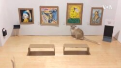 VOA英语视频: 在家避疫中为宠物打造美术馆