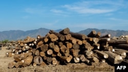 This photo taken December 30, 2010 shows timbers of Teak precious wood near Thazi, central Myanmar. Timber, including teak and hardwood is one of Myanmar principal exports and the country's Teak is considered as one of the best quality in the world. AFP 