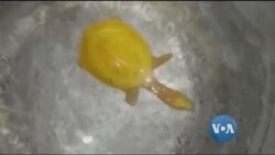 မိုးကြိုးထိပြီး မသေသူ၊ အိန္ဒိယက ဖိုးရွှေလိပ်